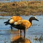 Ruddy Shelducks: Our Feathered Guests.